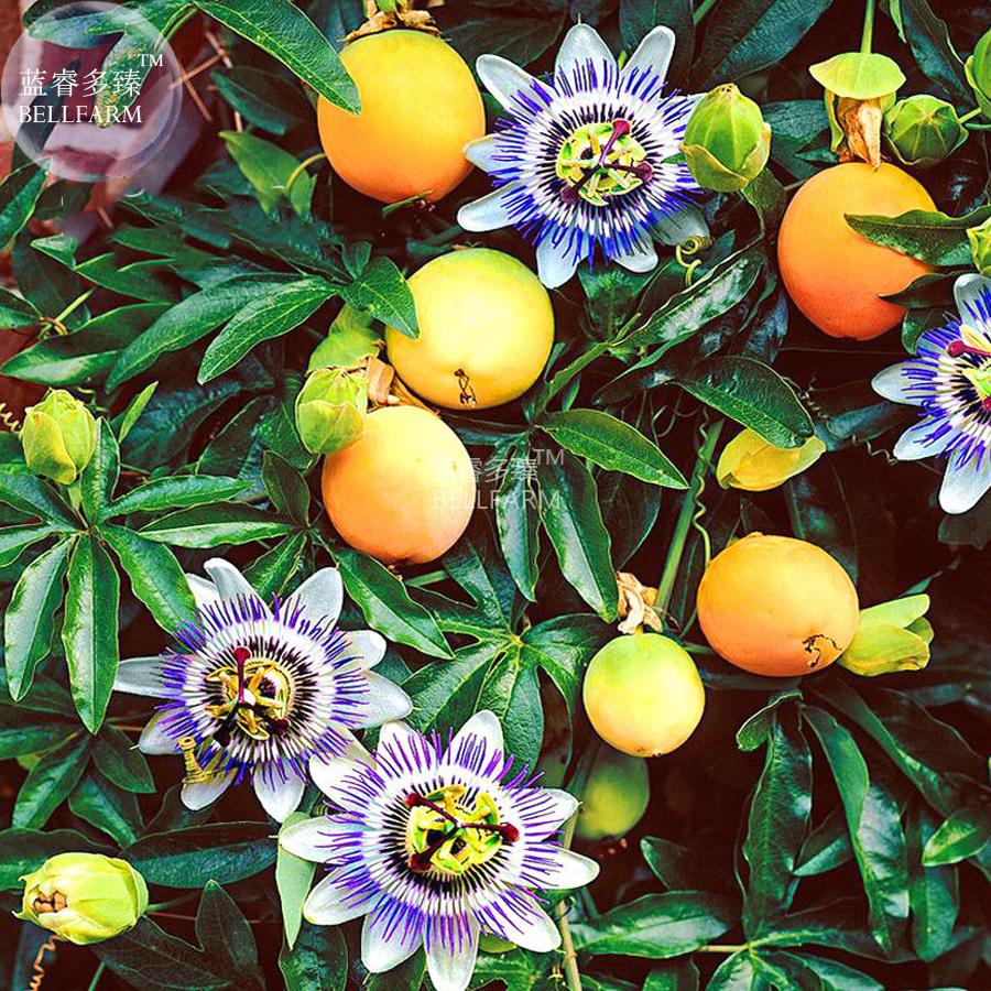 US 1 16 BELLFARM Passiflora Caerulea Passion Fruit Flowers Seeds 30