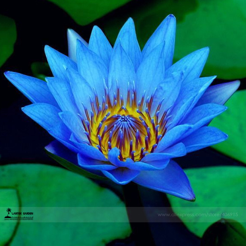 Us 0 58 1 Professional Pack 1 Seed Pack Dark Blue Nymphaea Caerulea China Water Lily Pad Flower Pond Seeds 490 M Deargogo Com