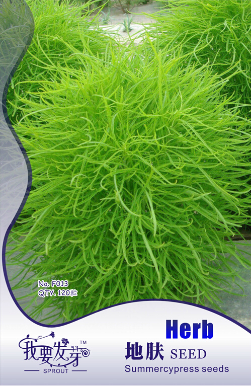 1 Original Pack, 120 Seeds / Pack, Green Kochia Scoparia Molly Scoparia Grass Gorgeous Plants #NF095