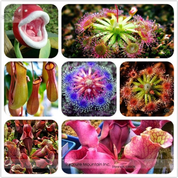 Insect-catching Plant Enchantress Carnivorous Bonsai Seeds, Professional Pack, 100 Seeds / Pack, Indoor Succulent for Desk Pot