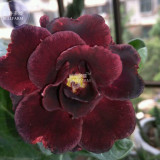 BELLFARM Adenium Redish Black Big Blooms Flower Seeds, 2 seeds, professional pack, 4-layer desert rose for home garden