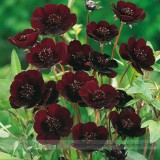 Rare Chocolate Cosmos Flower Seeds, Professional Pack, Beautiful Coreopsis New Variety #NF823