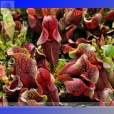 Insect-catching Plant Enchantress Carnivorous Bonsai Seeds, Professional Pack, 100 Seeds / Pack, Indoor Succulent for Desk Pot