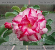 'Double Moons' Adenium Obesum Indoor Bonsai Desert Rose Seeds, Professional Pack, 2 Seeds / Pack