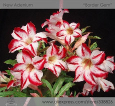 'Border Gem' Adenium Obesum Indoor Bonsai Flower Seeds, Professional Pack, 2 Seeds / Pack, Perennial Desert Rose
