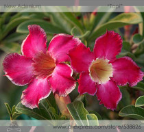 New 'Topi' Tropical Plants Adenium Desert Rose Flower Seeds, Professional Pack, 2 Seeds / Pack, Very Nice Beautiful Bonsai