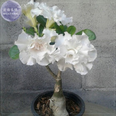 'Bai Nangzi' White Wrinkled Adenium Desert Rose, 2 Seeds, Professional Pack, 5-layer compact flowers