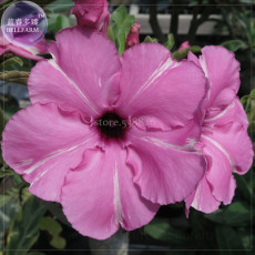 'zi xia xian zi' Adenium Desert Rose, 2 Seeds, Professional Pack, purple single petals with white stripe