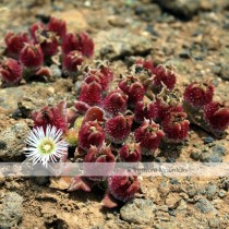 Mesembryanthemum Crystallinum Crystalline Ice Plant Seeds