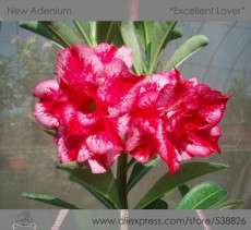 'Excellent Lover' Adenium Obesum Indoor Desert Rose Seeds, Professional Pack, 2 Seeds / Pac