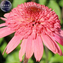 Echinacea Mixed 9 Colors Big Blooms Perennial Flower Seeds