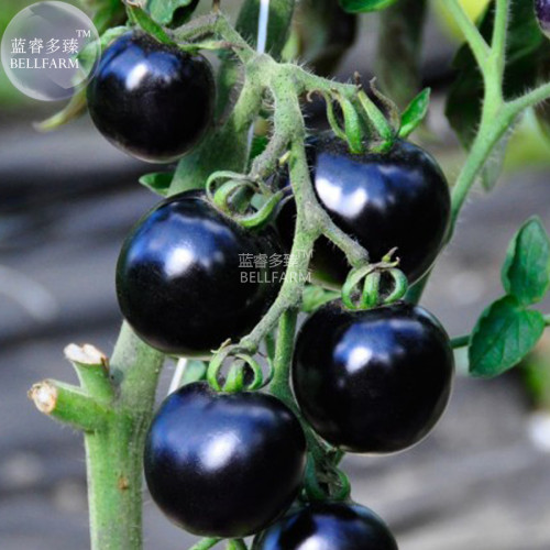 BELLFARM the Most Black Tomato in the world Fruit Seeds