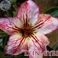 'Lyin eyes' Colorful Adenium Desert Rose, 2 Seeds, Professional Pack, big-headed deep red yellow pink petals