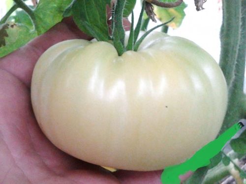 Ukraine Purely White Giant Tomato Organic Seeds