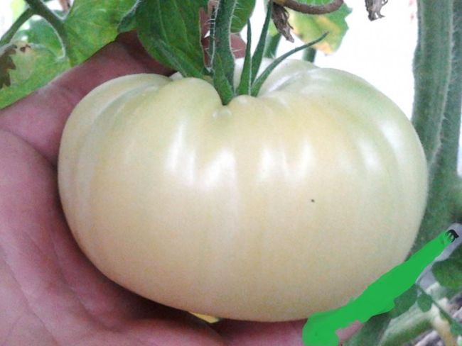 Ukraine Purely White Giant Tomato Organic Seeds