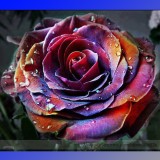 Rare 'Fire Phoenix' Rose Tree Flower Seeds, Professional Pack, 50 Seeds / Pack, Great Bonsai Flower #NF871