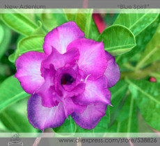 'Blue Spirit' Adenium Obesum Perennial Bonsai Flower Seeds, Professional Pack, 2 Seeds / Pack, Double-petalled Desert Rose