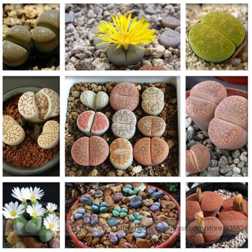 Pebble Plant Mix Cactus Lithops Succulents Living Stones Seeds
