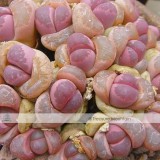 Pink Lithops Seeds
