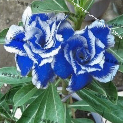 New Rare Blue Desert Rose (Adenium) 2 Seeds, 100% True Variety