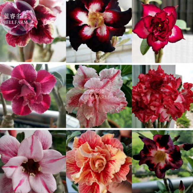 BELLFARM Adenium Mixed 9 Types of Desert Rose Flower Seeds, 50 seeds, professional pack, colorful double petals big blooms