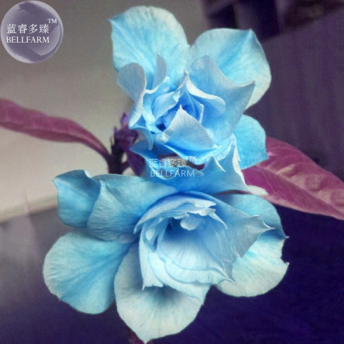 BELLFARM Adenium Sky Blue Petal Flower Seeds, 2 seeds, professional pack, 10-layer big blooms home garden bonsai
