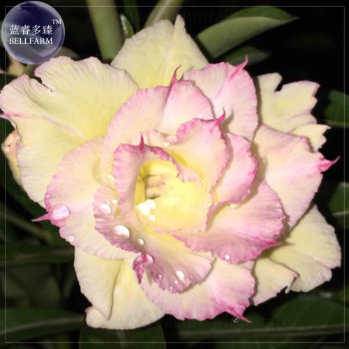 Rare 'Jin Chan' Adenium Desert Rose Seeds, professional pack, 2 Seeds, 5-layer yellow petals with little pink edge