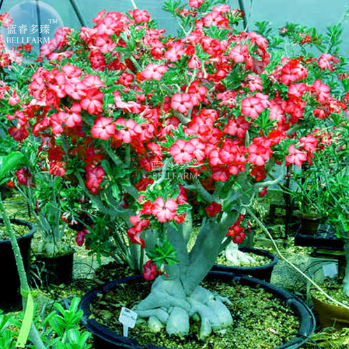 BELLFARM Adenium Whitish Red Petal Flower Seeds, 2 seeds, professional pack, single-layer compact bonsai tree flowers