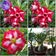 Mixed 2 Kind of Adenium Desert Rose Seeds, professional pack, 2 Seeds, 3-layer fresh red with white stripe and White w/ red edge