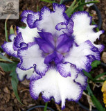 Rare Heirloom Iris Tectorum Perennial Flower Seeds, Professional Pack, 20 Seeds / Pack, Very Beautiful Flowers