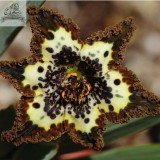 Rare Heirloom Iris Tectorum Perennial Flower Seeds, Professional Pack, 20 Seeds / Pack, Very Beautiful Flowers