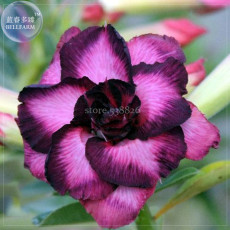 'Zi Shengnv' Adenium Desert Rose, 2 Seeds, Professional Pack, purple petals with black edge