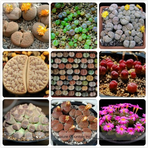 Germany KK's Mixed 9 Types of Lithops Indoor Bonsai Seeds