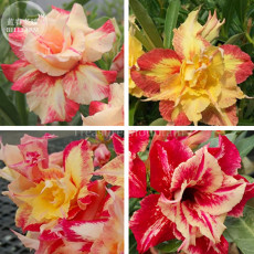 Imported 'Dazzling Girl' Colorful Adenium Desert Rose Seeds, professional pack, 2 Seeds, red-yellow-orange-rose red color