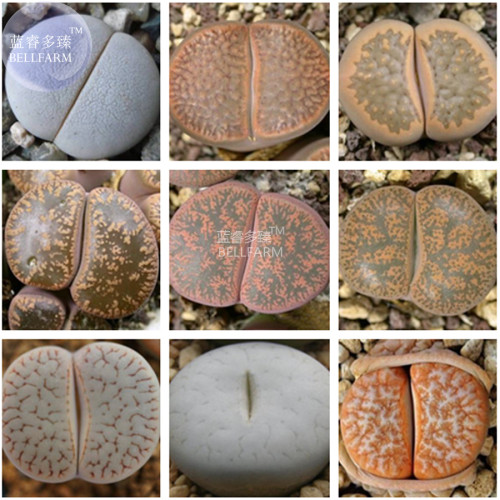 BELLFARM Mixed 9 Types of Lithops pseudotruncatella Seeds, 10 seeds, professional pack, 100% right varieties living stones