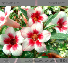 'Bright Gem' Adenium Obesum White Red Herat Desert Rose Seeds, Professional Pack, 2 Seeds / Pack