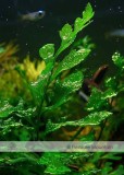 Approx 100 Seeds / Variety, 1 Professional Pack / Variety, 25 Types Aquarium Grass Seeds Water Aquatic Fish Tank Use
