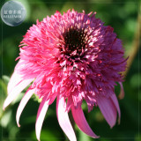 Echinacea Mixed 9 Colors Big Blooms Perennial Flower Seeds