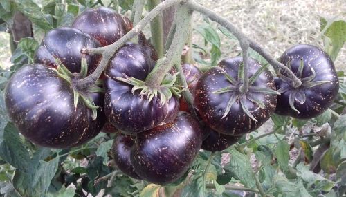 Black Striped Tomato Organic Seeds