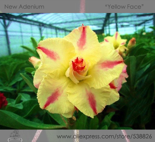 Heirloom 'Yellow Face' Yellow Desert Rose with Red Stripe Flower Seeds, Professional Pack, 2 Seeds / Pack, Adenium Obesum Rare