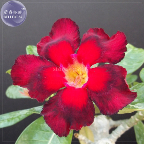 'abysmal sea' Adenium Desert Rose cv., 2 Seeds, Professional Pack, big-headed fire red & red black petals