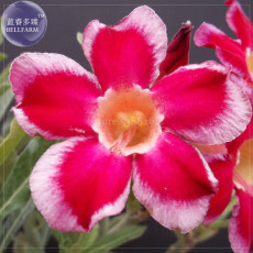 'Santa Claus' Red Pink Adenium Desert Rose, 2 Seeds, Professional Pack, big-headed orange eye flowers