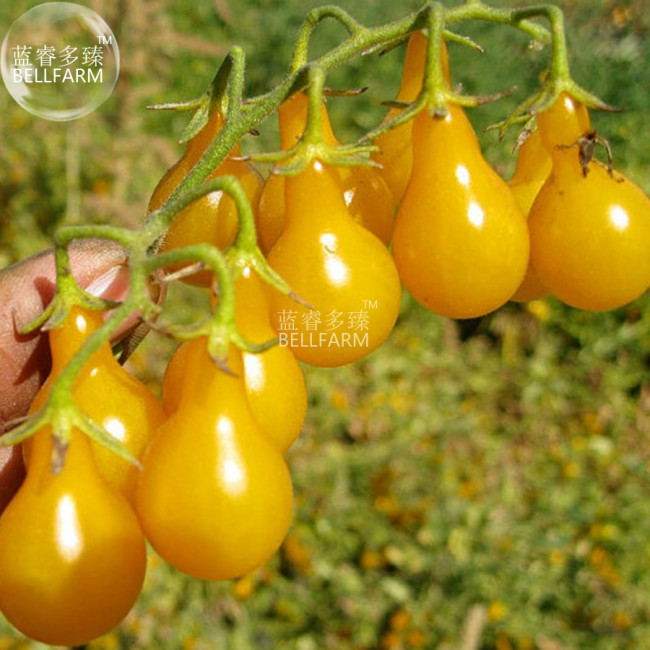 Organic Yellow Pear Cherry Tomato Fruit Seeds