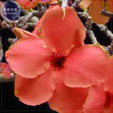 Rare 'Cheng liu' Orange Big-headed Adenium Desert Rose, 2 Seeds, Professional Pack, very beautiful bonsai tree