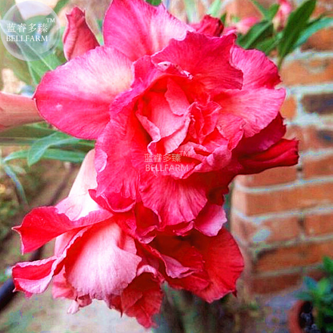 BELLFARM Adenium Dark Rose Red Petals with part of White Petal Flower Seeds, 2 seeds, 6-layer big blooms for bonsai home