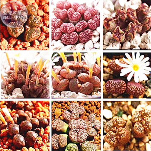 BELLFARM Mixed 9 Types of Lithops Conophytum Seeds, 10 seeds, professional pack, 100% right varieties living stones