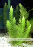 Approx 100 Seeds / Variety, 1 Professional Pack / Variety, 25 Types Aquarium Grass Seeds Water Aquatic Fish Tank Use