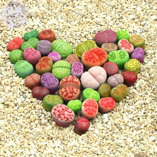 BELLFARM Lithops Mixed 10 Types of Living Stones Seeds, 10 seeds, mixed green red orange grey white etc.