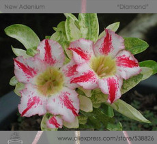 New Release 'Diamond' Light Pink Double Flowers Red Stripe Adenium Obesum Seeds, Professional Pack, 2 Seeds / Pack, Desert Rose