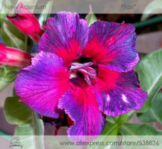 Rare Heirloom 'Tasi' Purple Red Adenium Perennial Flower Seeds, Professional Pack, 2 Seeds / Pack, Bonsai Desert Rose